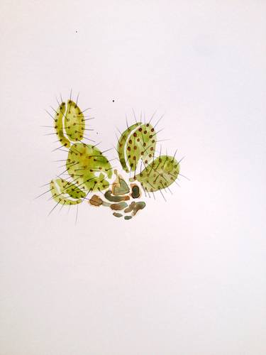 Opuntia 2 Cactus thumb