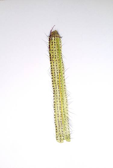 Trichocereus Spachianus Cactus thumb