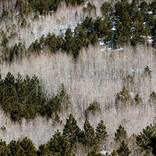 Birch and Pine by Hojoon Kim