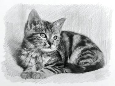 Kitten Drawing thumb