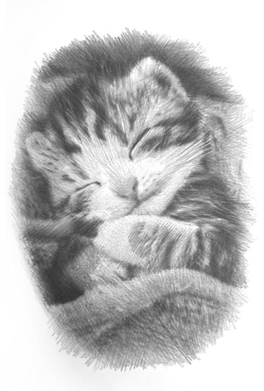 ORIGINAL Pencil drawing of Cat| Kitten Graphite Pencil Drawing thumb