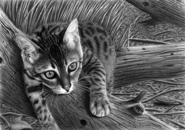 Original Realism Animal Drawings by Matthew Deakin