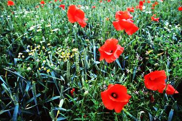 Field of Organic Wheat With Wild Flowers thumb