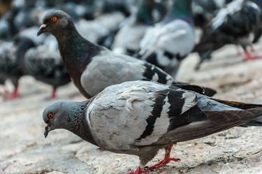 Pigeons at Bascarsija thumb