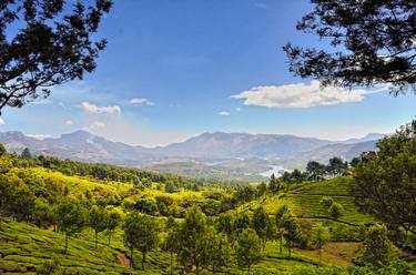 Munnar Tea Plantation thumb