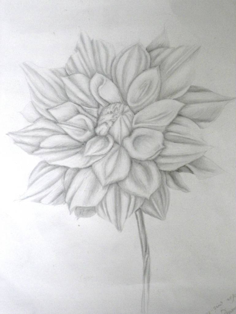 The precious dahlia Drawing by Olha Holovko | Saatchi Art