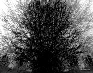 Print of Conceptual Tree Photography by Cynthia Willett