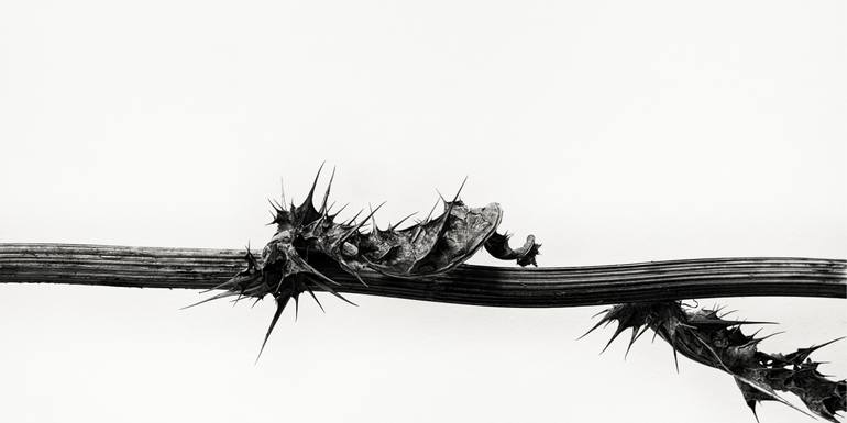 Original Realism Botanic Photography by Raúl Bartolomé