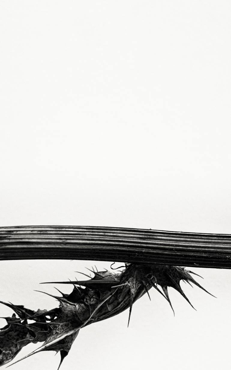 Original Realism Botanic Photography by Raúl Bartolomé