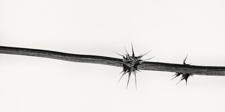 Original Realism Botanic Photography by Raúl Bartolomé
