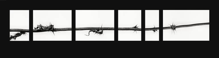 Original Realism Botanic Photography by Raúl Bartolomé