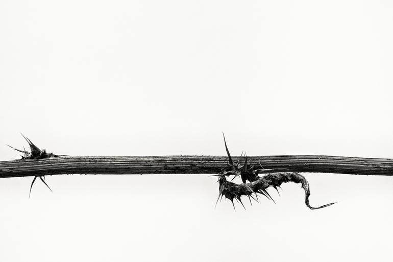 Original Realism Botanic Photography by Raúl Bartolomé