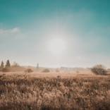 Morning Field by Art Lasovsky