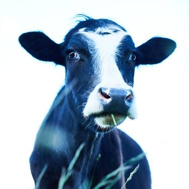 Print of Cows Photography by Bill Westmoreland