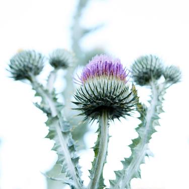 THISTLE 1 thumb