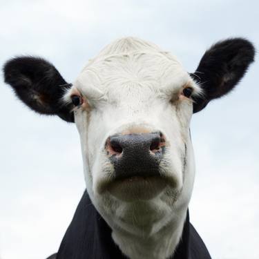 Print of Contemporary Cows Photography by Bill Westmoreland