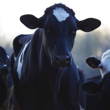 Print of Cows Photography by Bill Westmoreland