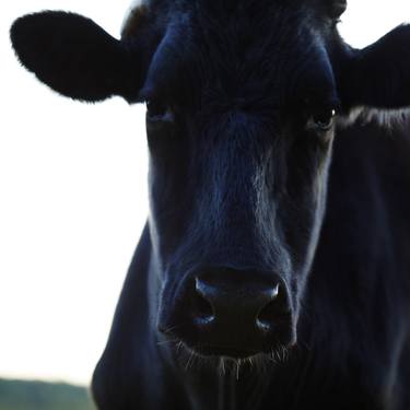 Original Portraiture Cows Photography by Bill Westmoreland