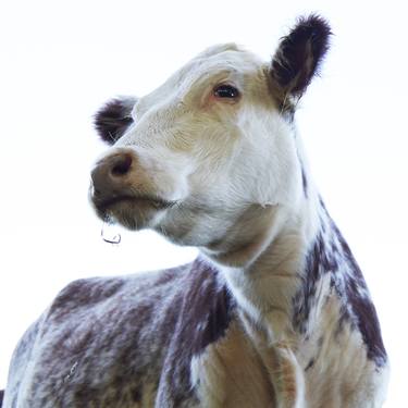 Print of Portraiture Cows Photography by Bill Westmoreland