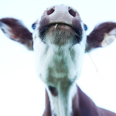 Original Cows Photography by Bill Westmoreland