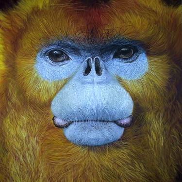 Golden snub-nosed monkey thumb