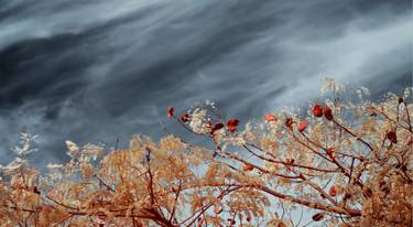 Original Fine Art Tree Photography by Christian Camilo