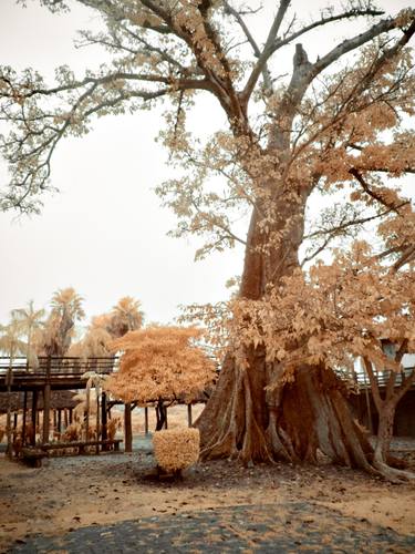 Original Conceptual Tree Photography by Christian Camilo