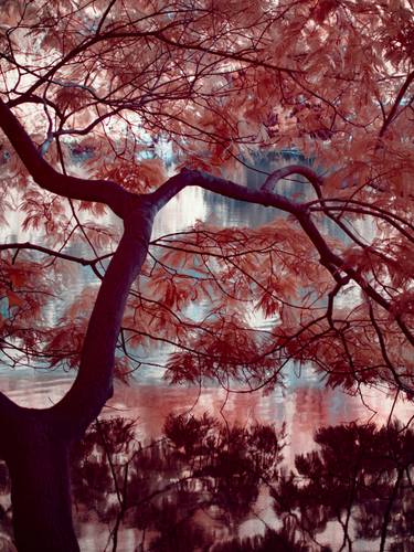 Original Tree Photography by Christian Camilo