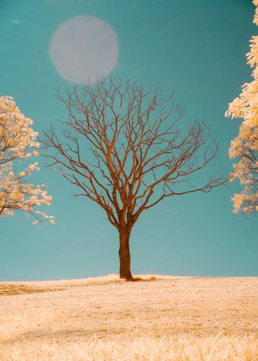 Original Fine Art Tree Photography by Christian Camilo