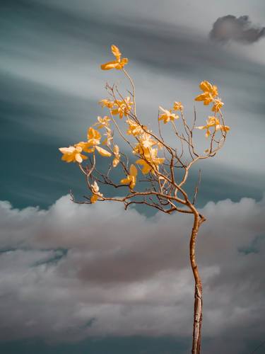 Original Tree Photography by Christian Camilo