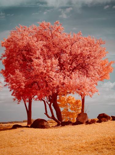 Original Tree Photography by Christian Camilo