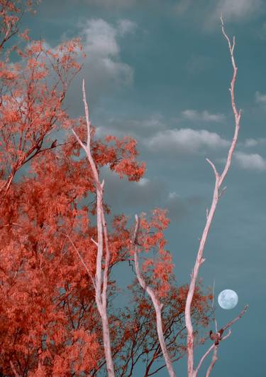 Moon and Infrared Sky 2022 thumb