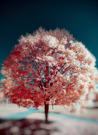 Original Abstract Tree Photography by Christian Camilo