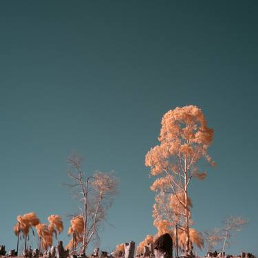 Original Fine Art Nature Photography by Christian Camilo