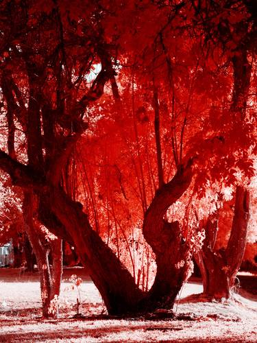 Original Fine Art Tree Photography by Christian Camilo