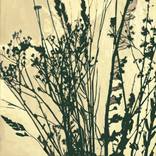 Iridescent Gold and Black Seedheads by Jo Sharpe