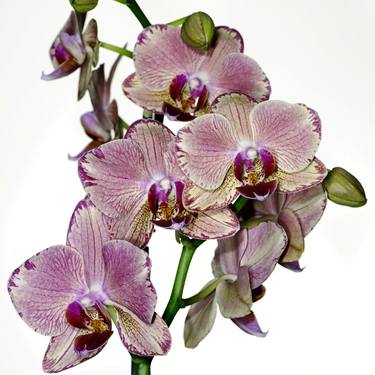 Phalaenopsis in Bloom - Limited Edition 1 of 10 thumb