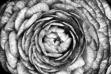 Print of Photorealism Floral Photography by Nancy Christensen