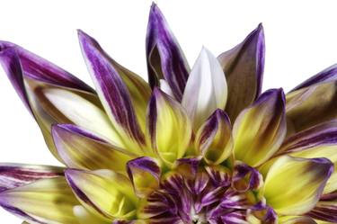 Print of Fine Art Floral Photography by Nancy Christensen