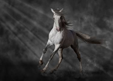 Original Horse Photography by Jane C Horton