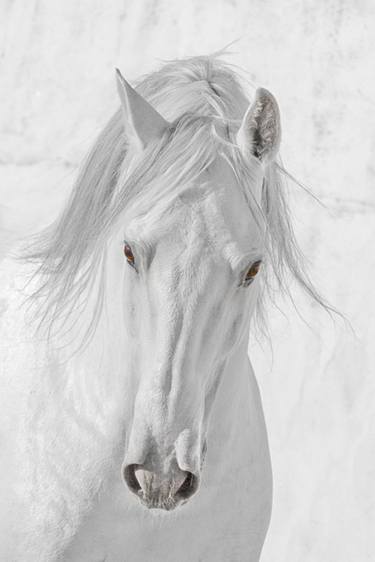 Original Fine Art Horse Photography by Jane C Horton