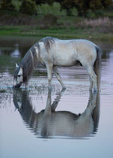 Original Fine Art Horse Photography by Jane C Horton