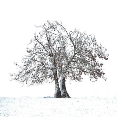 Winter Ash Tree (Fine Art Giclee Print) - Limited Edition of 10 thumb
