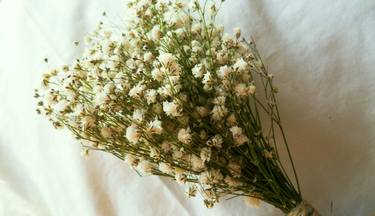 baby's breath on a sheet of cotton thumb