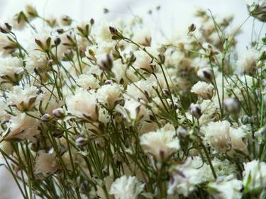 Baby's breath thumb