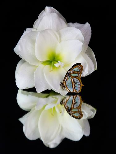Original Fine Art Botanic Photography by Colleen Ayson