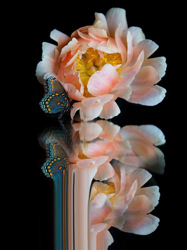 Original Conceptual Floral Photography by Colleen Ayson