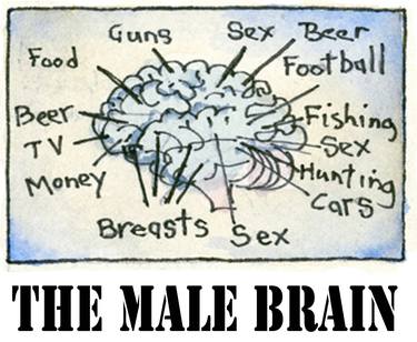 The Male Brain thumb
