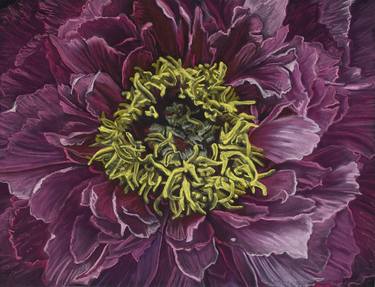 Print of Fine Art Botanic Drawings by Christine Newman