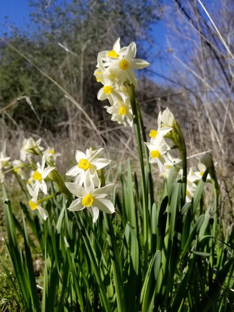 Daffodil, Narcissus available as Framed Prints, Photos, Wall Art and Photo  Gifts